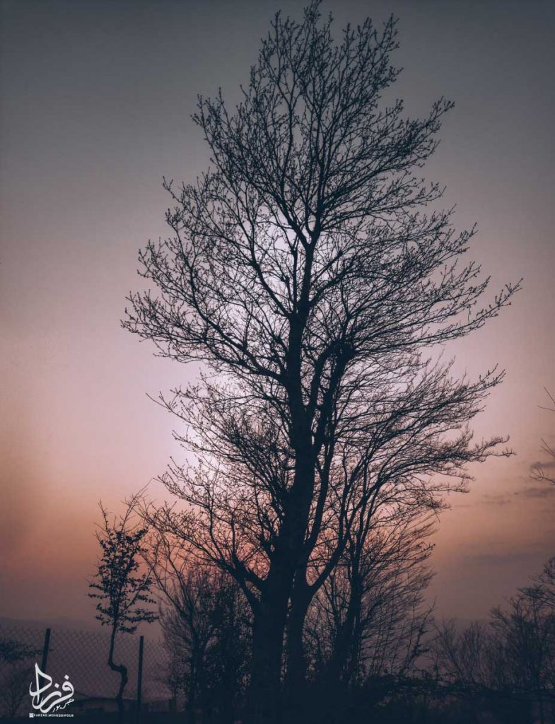 فرزاد محبی پور